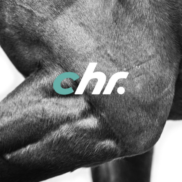 Championship Horse Racing